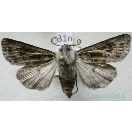 Agrotis vestigialis (Hufnagel, 1766) male Rolnica szkółkówka Poland31n